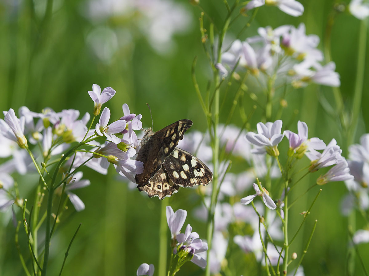 foto van de week