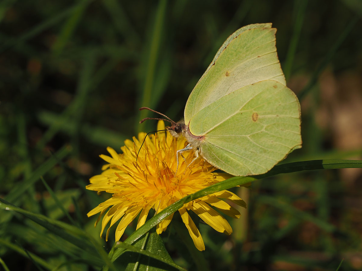 Citroenvlinder