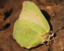 Citroenvlinder