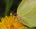 citroenvlinder 