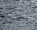 Dolfijn tuimelaar
