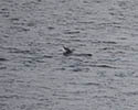 Dolfijn tuimelaar