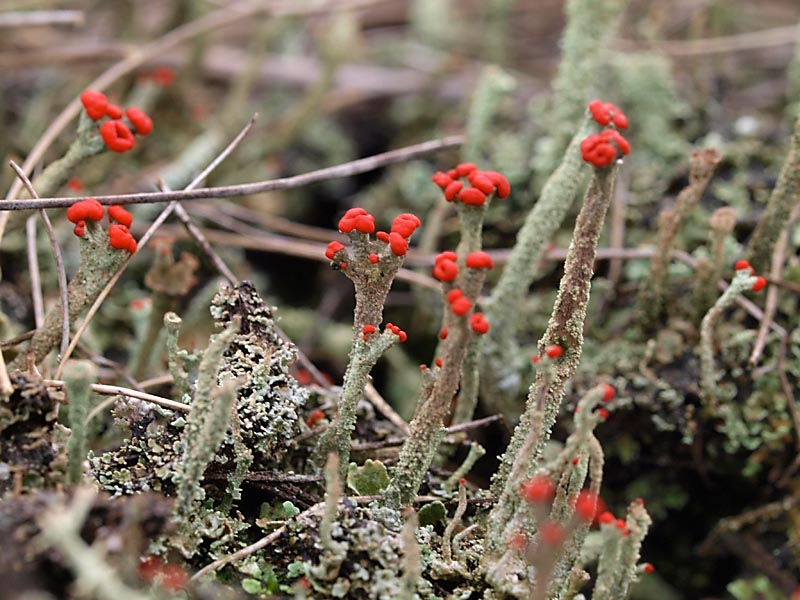 Rode heidelucifer (Cladonia floerkeana) 