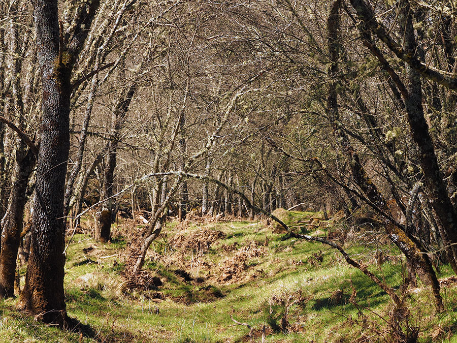 chaotisch mooi bos van met korstmossen bedekte bomen langs de rivier
