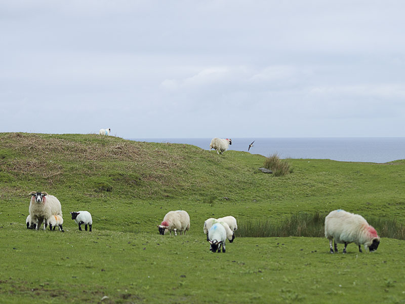 Glengorm schapen met zwarte kop en zwarte pootjes, en gekleurde verfvlekken