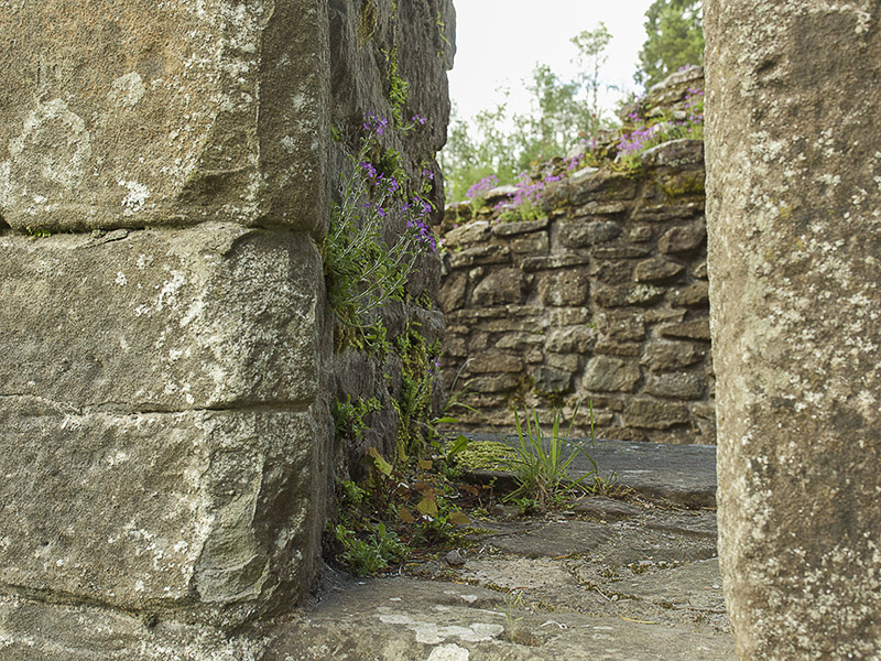 De muren van Inchmahome Priory zijn nu begroeid met planten, mossen en korstmossen