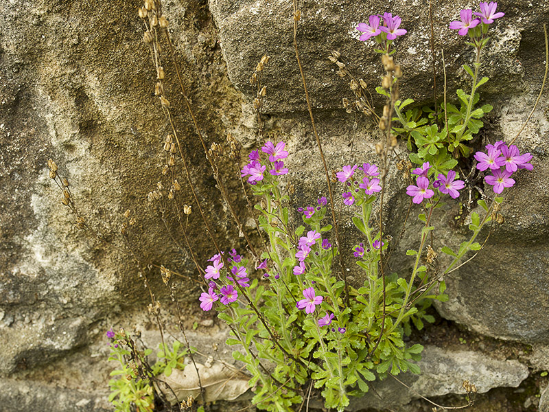 Alpenleverbalsem (Erinus alpinum) op muur Inchmahome Priory