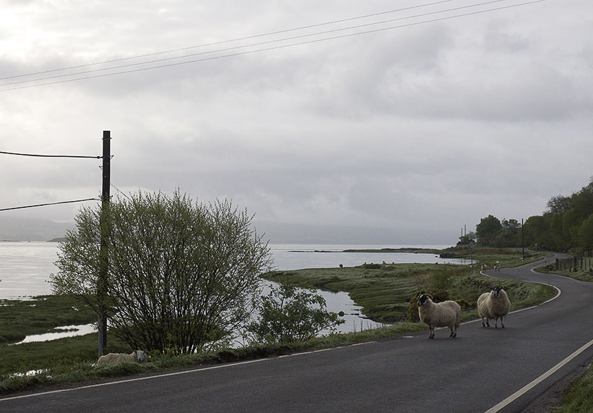 De eenbaansweg van Craignure naar Tobermory - ook voor schapen 