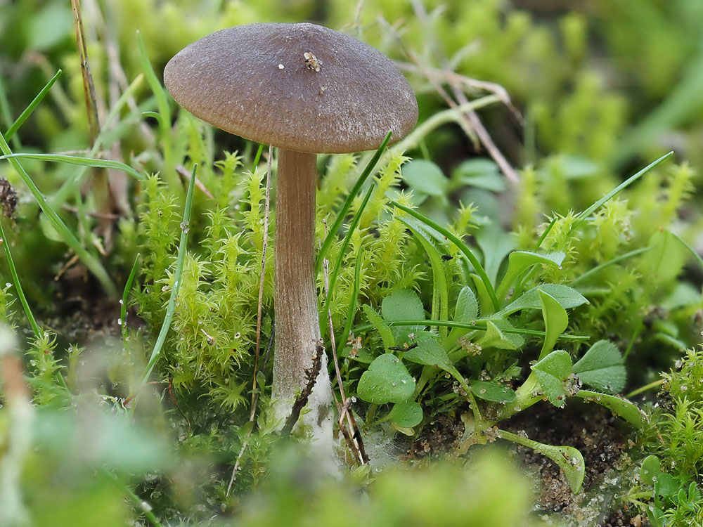 Bruine satijnzwam