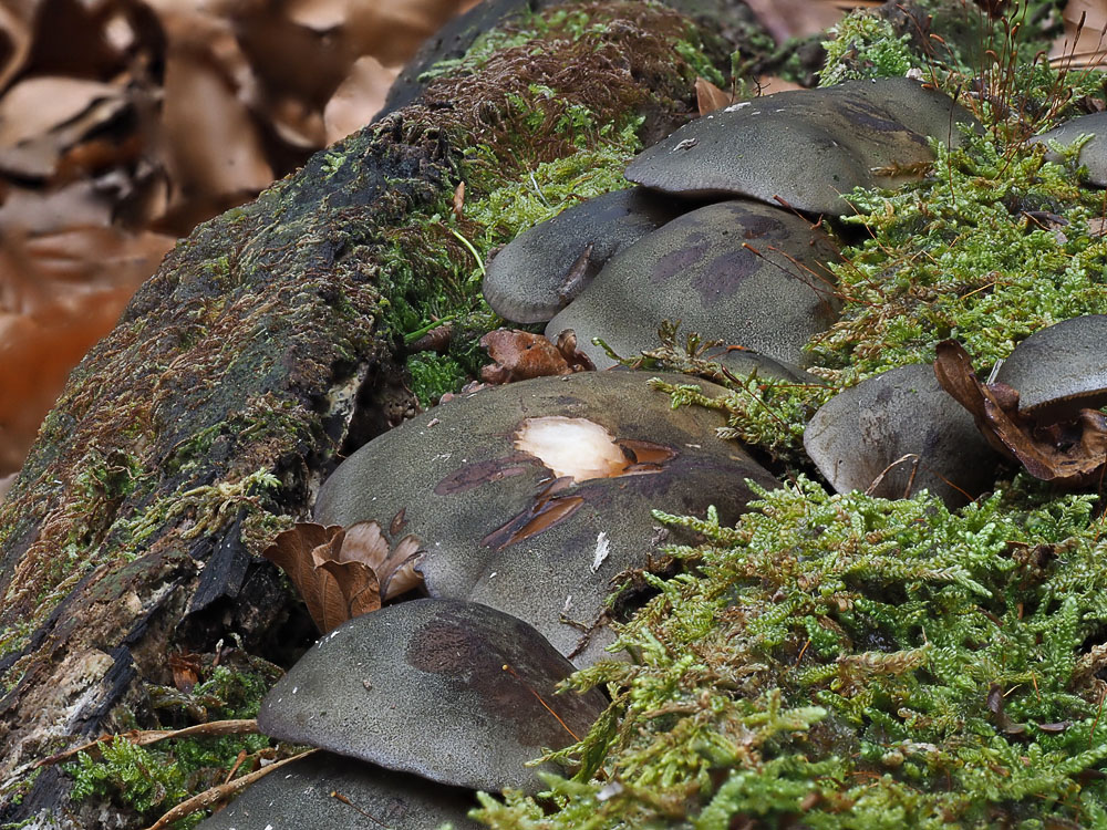 Groene schelpzwam