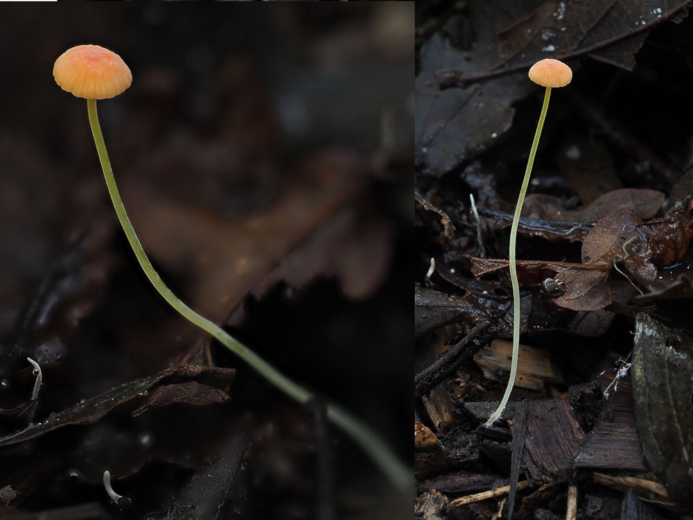 Oranje dwergmycena
