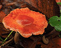 Oranjerode stropharia