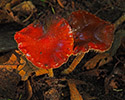 Oranjerode stropharia