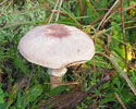 Purperen champignon