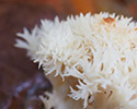 Witte koraalzwam