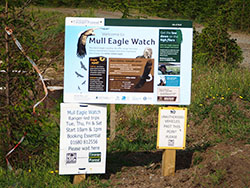Mull Eagle Watch