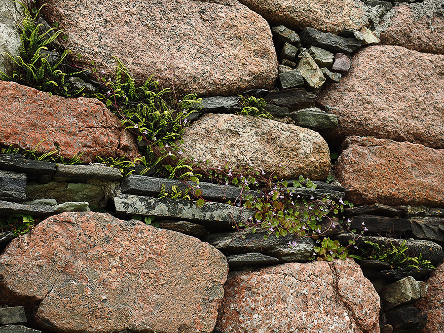 Muurvarens tussen de granieten stenen van het vervallen Augustinessenklooster