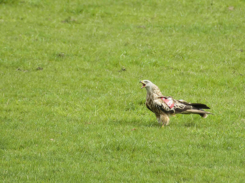 Agarty Red Kites13