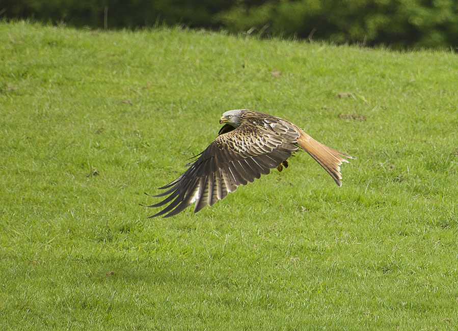Agarty Red Kites3