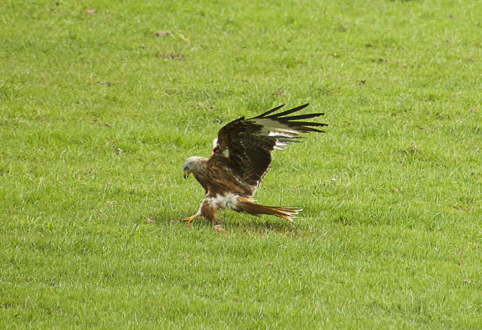 Agarty Red Kites7