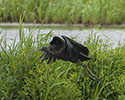 zwarte_ibis 