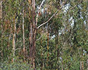 eucalyptusboom 