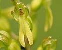 Grote keverorchis