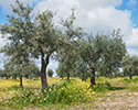 olijfboom 