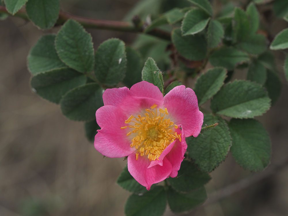Rosa x avrayensis