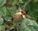 Rosa x avrayensis