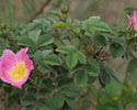 Rosa x avrayensis