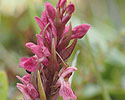 Steenrode orchis