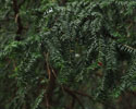 taxus_baccata 