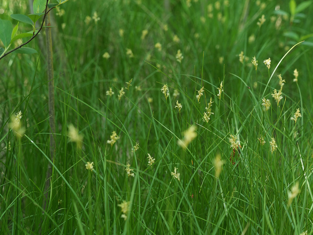 Trilgraszegge