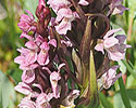 Vleeskleurige orchis
