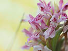 Vleeskleurige orchis